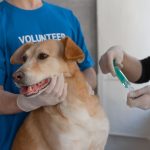 Veterinário aplica uma vacina em um cão segurado por um voluntário em uma clínica.