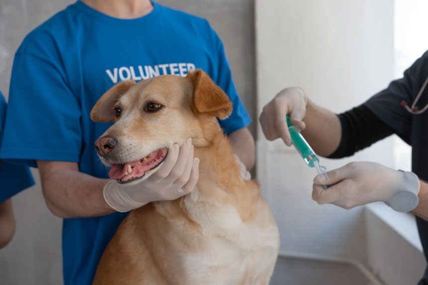 Veterinário aplica uma vacina em um cão segurado por um voluntário em uma clínica.